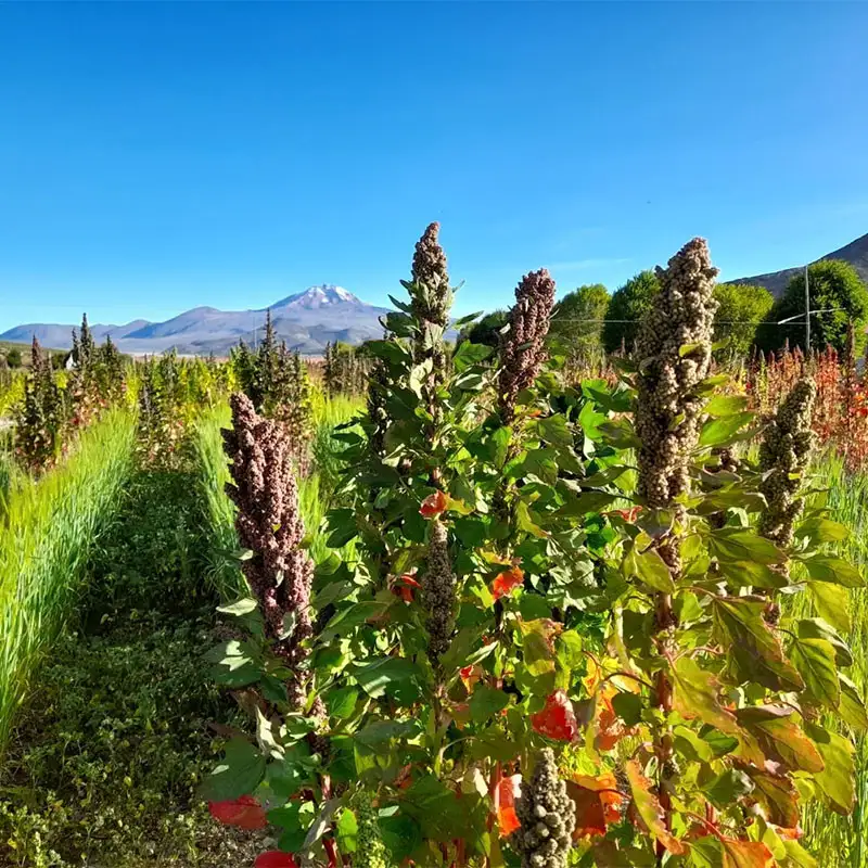 Campo de demostración con quinoa: El principio del cultivo mixto también se puede aplicar con éxito en el altiplano andino. Campo de demostración con quinoa: El principio del cultivo mixto también se puede aplicar con éxito en el altiplano andino.